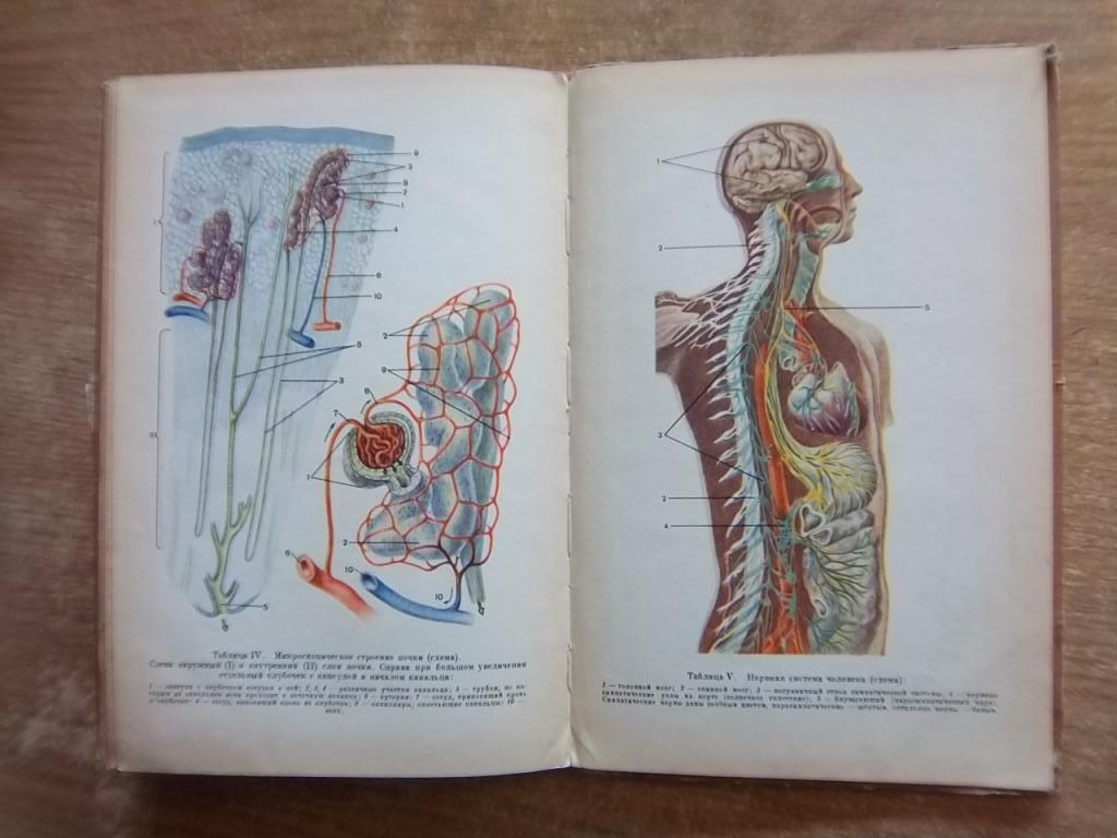 Учебник анатомии и физиологии человека для VIII класса средней школы. 2