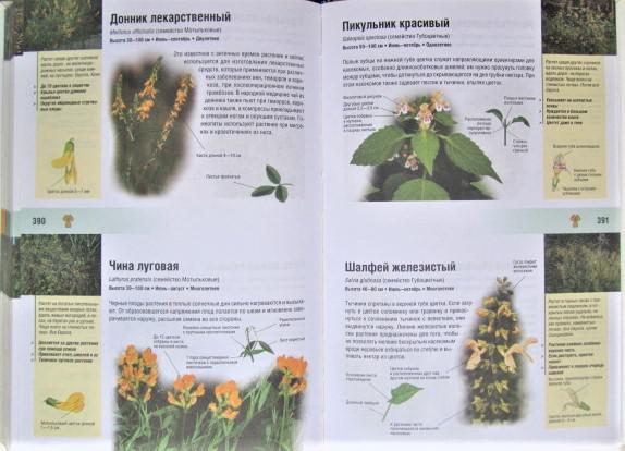 Энциклопедия животных и растений. Более 750 видов. 4