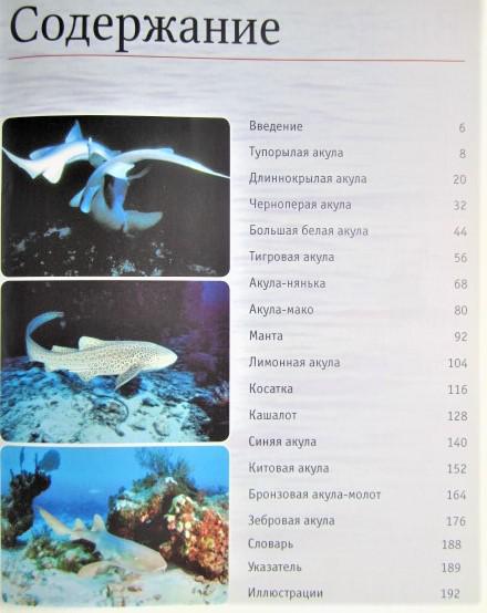 Акулы и глубоководные хищники. 5