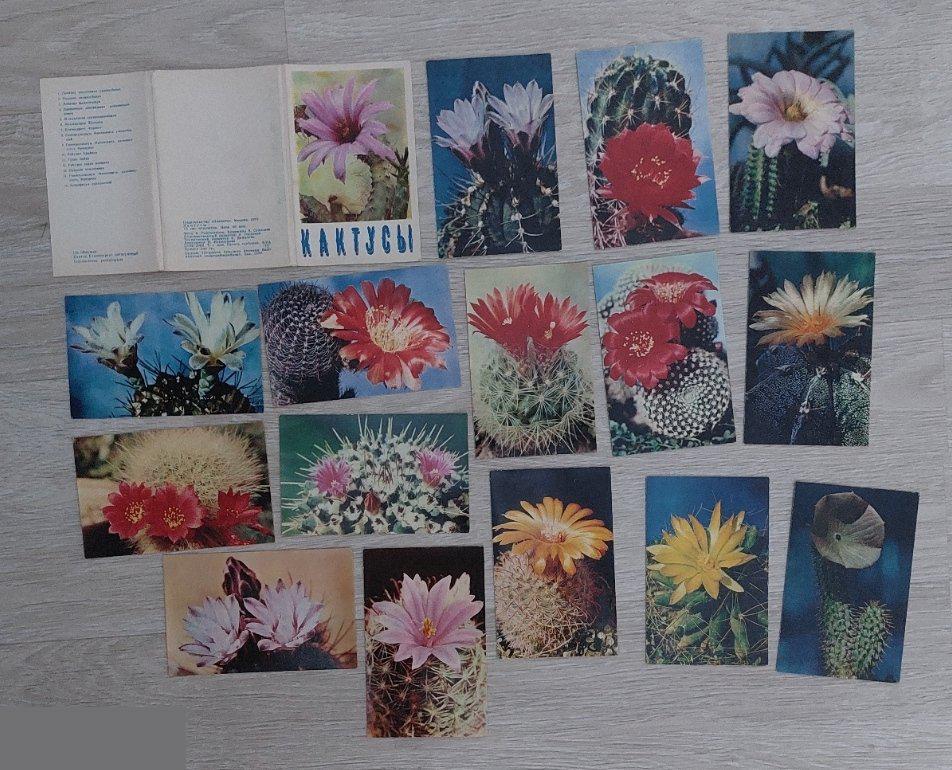 Открытка, Открытки, Флора, Природа, Цветы, Цветок, Кактусы, Кактус, 1972 год, Набо