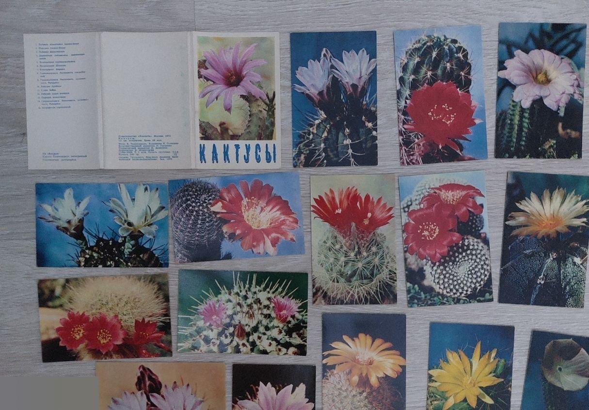 Открытка, Открытки, Флора, Природа, Цветы, Цветок, Кактусы, Кактус, 1972 год, Набо 1