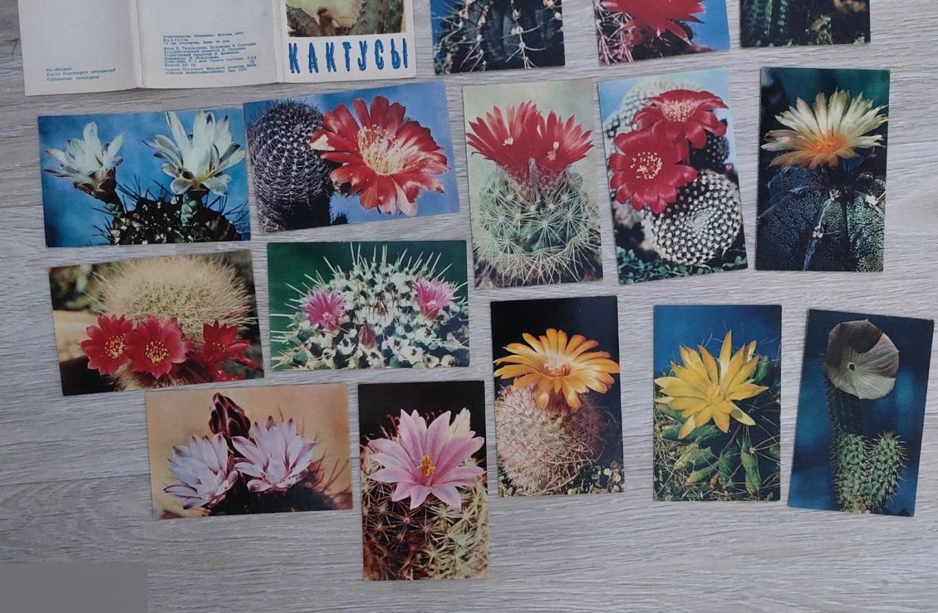 Открытка, Открытки, Флора, Природа, Цветы, Цветок, Кактусы, Кактус, 1972 год, Набо 2