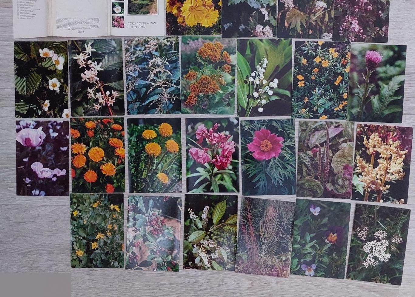 Открытка, Открытки, Флора, Экскурсия в Природу Лекарственные Растения 1977 год РЕДКИЙ 24 шт нет 1 шт 2