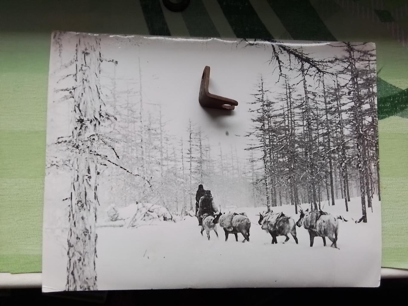 Фото БАМовская серия Якуты едут по тайге на оленях 1 1975