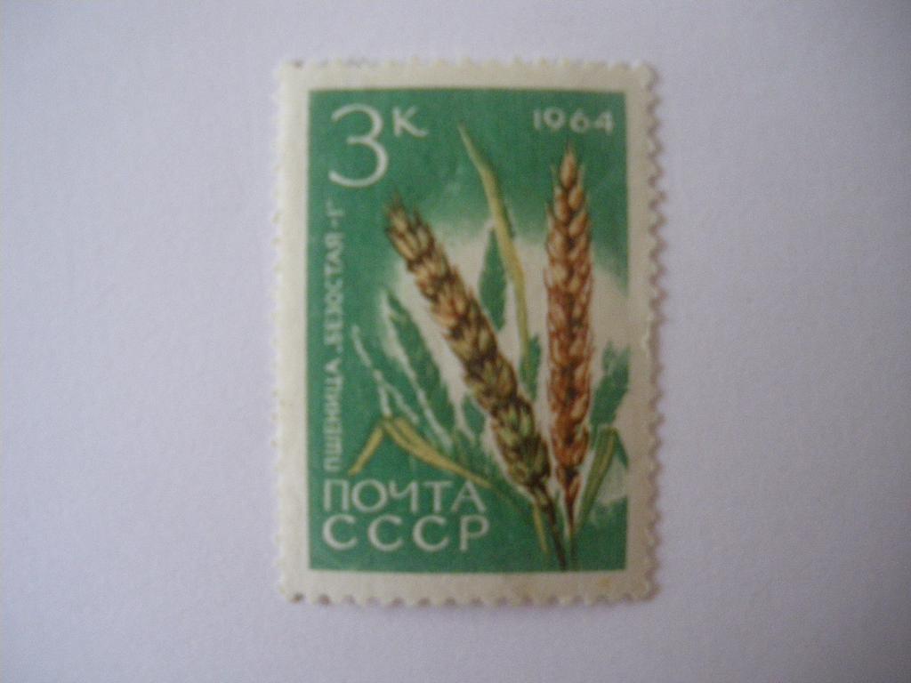 Пшеница Безостая - 1 1964 г