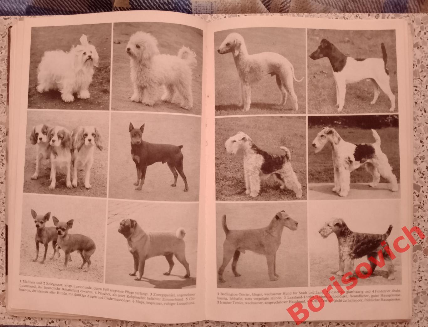 400 советов любителю собак 1965 г 112 страниц На немецком языке 6