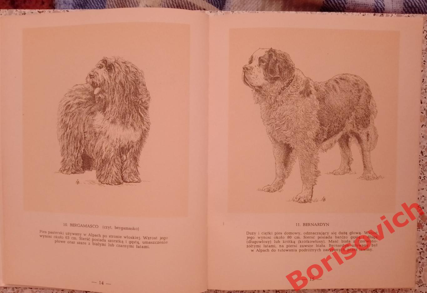 Породистые собаки 1960 г 144 страницы На польском языке. 1