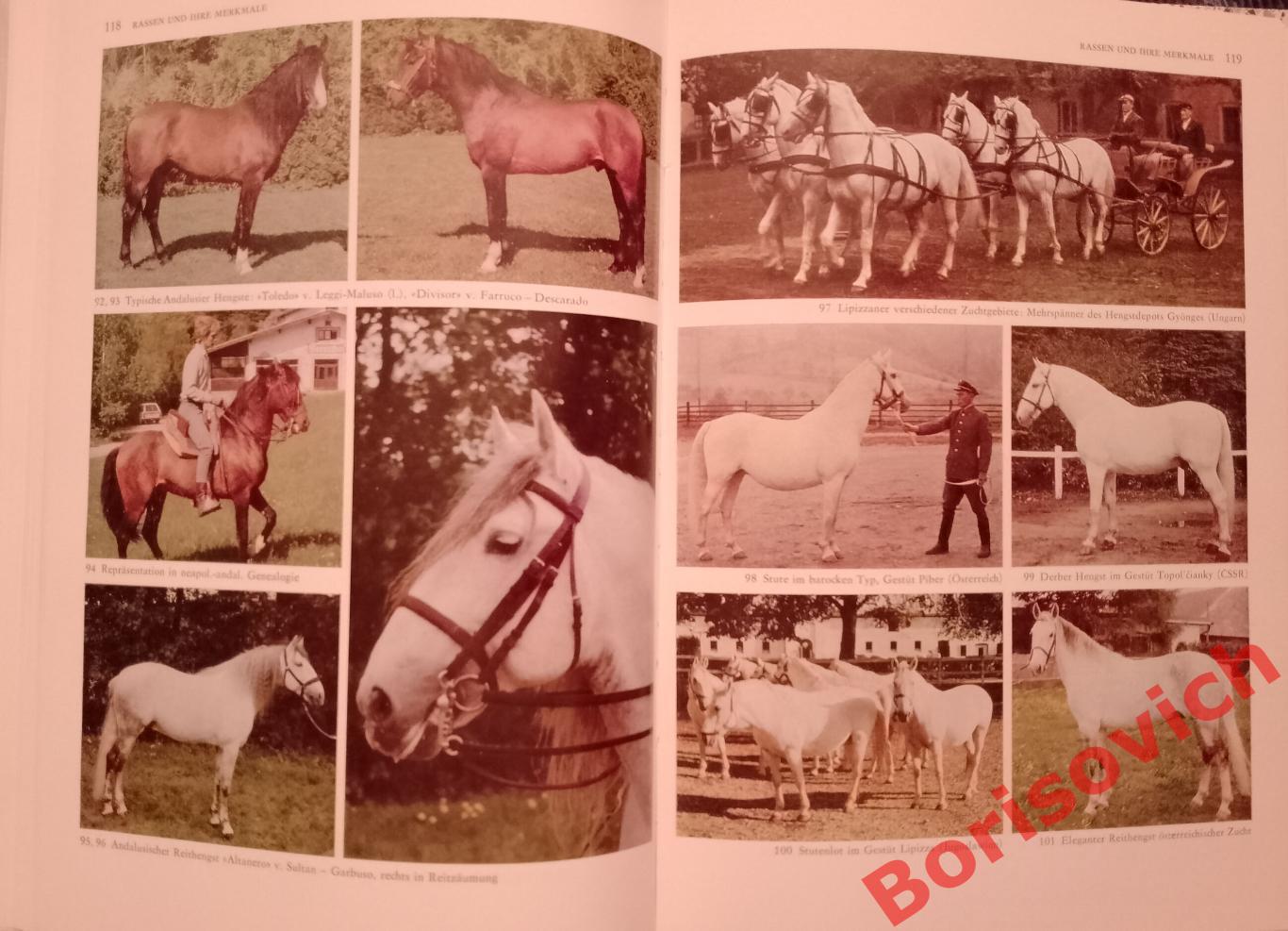 Разведение лошадей Pferde zucht 1987 г 448 страниц НА НЕМЕЦКОМ ЯЗЫКЕ 5
