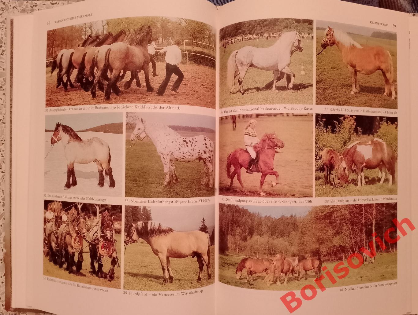 Разведение лошадей Pferde zucht 1987 г 448 страниц НА НЕМЕЦКОМ ЯЗЫКЕ 1
