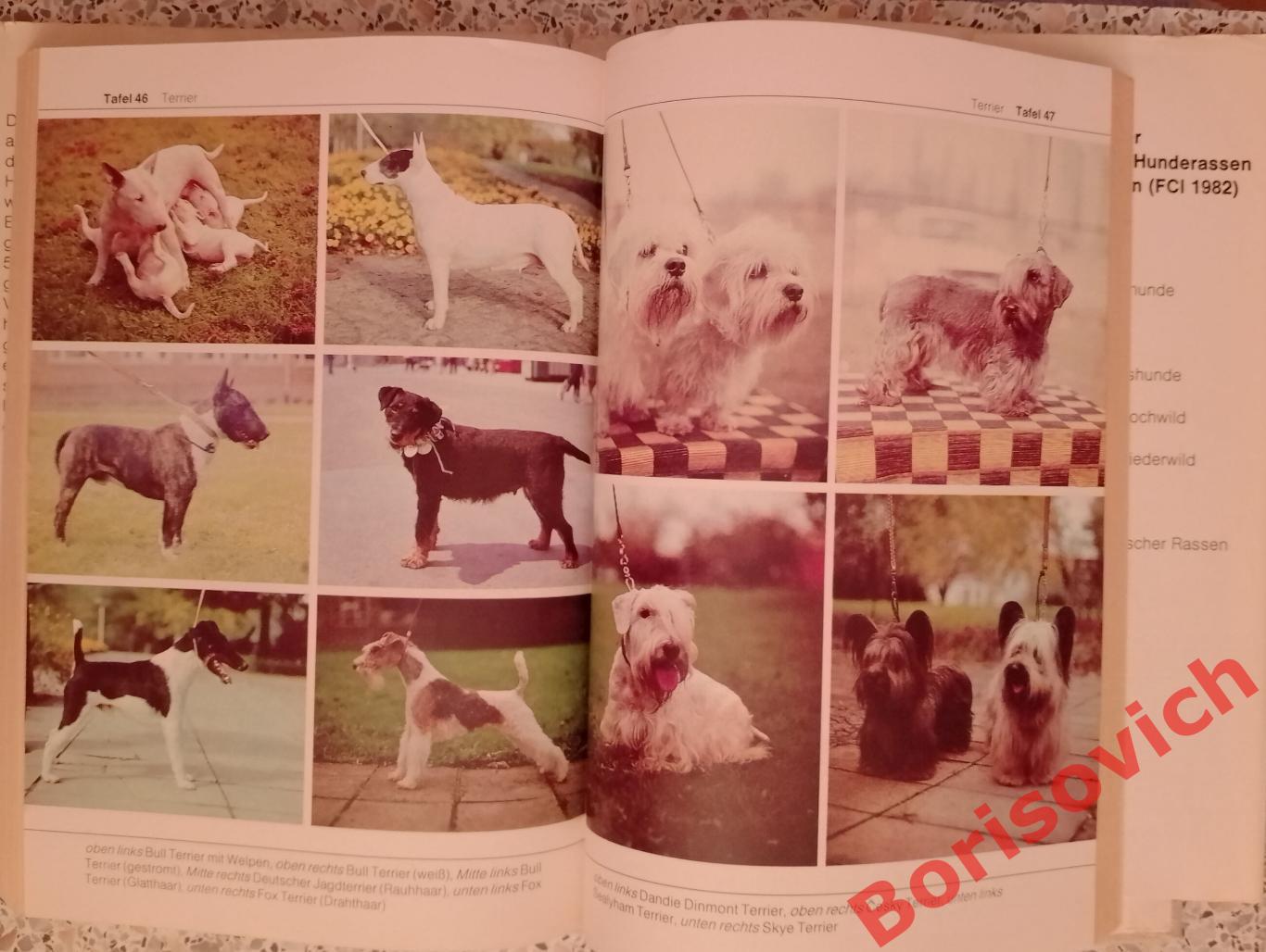 Би - лексикон Породы собак Bi - Lexikon Hunde rassen 1984 г На немецком языке 4