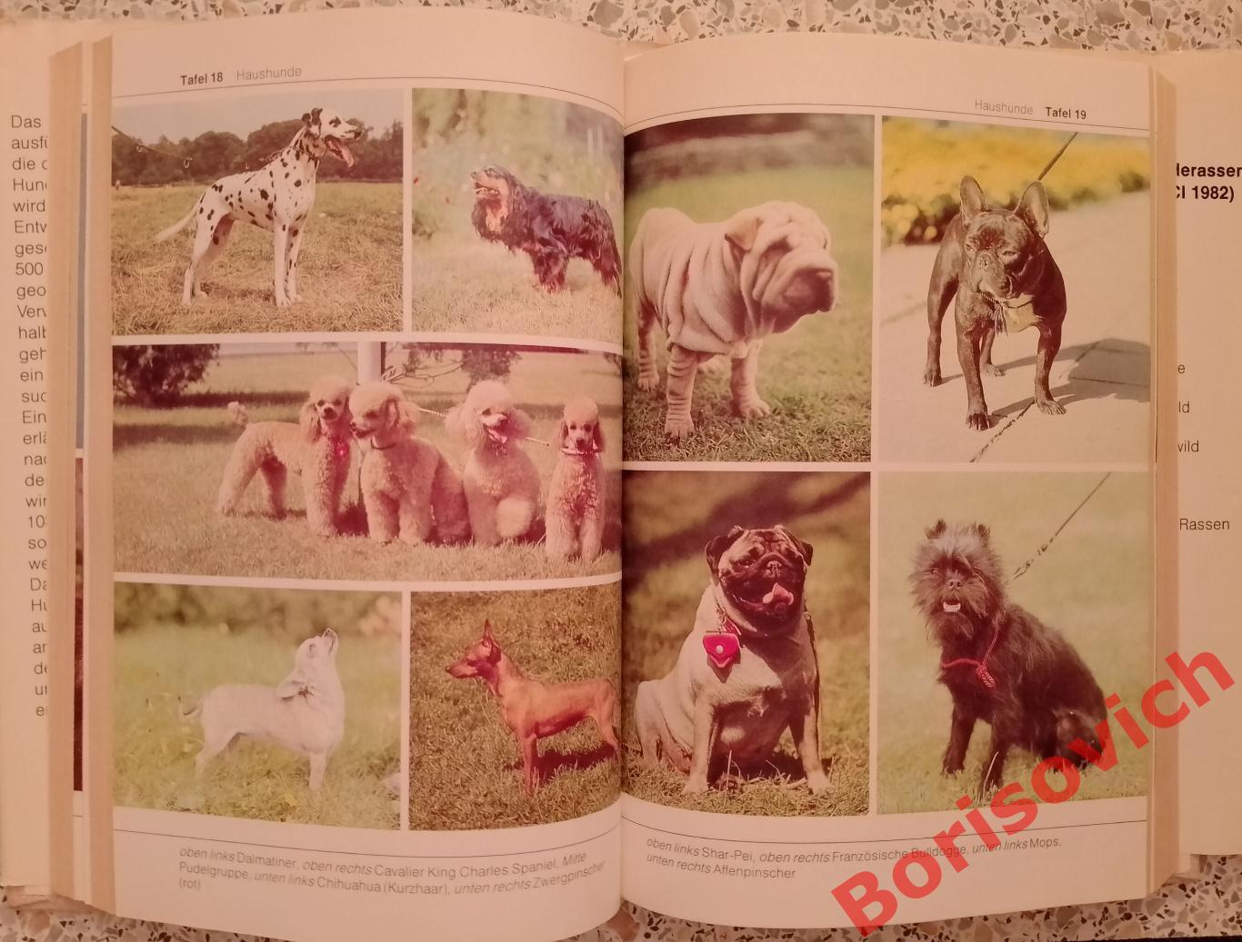 Би - лексикон Породы собак Bi - Lexikon Hunde rassen 1984 г На немецком языке 3