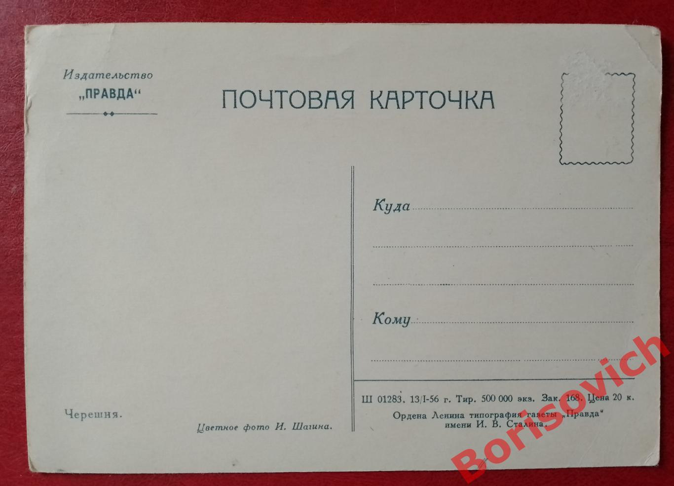 Почтовая карточка Черешня Цветное фото И. Шагина 1956 г 1