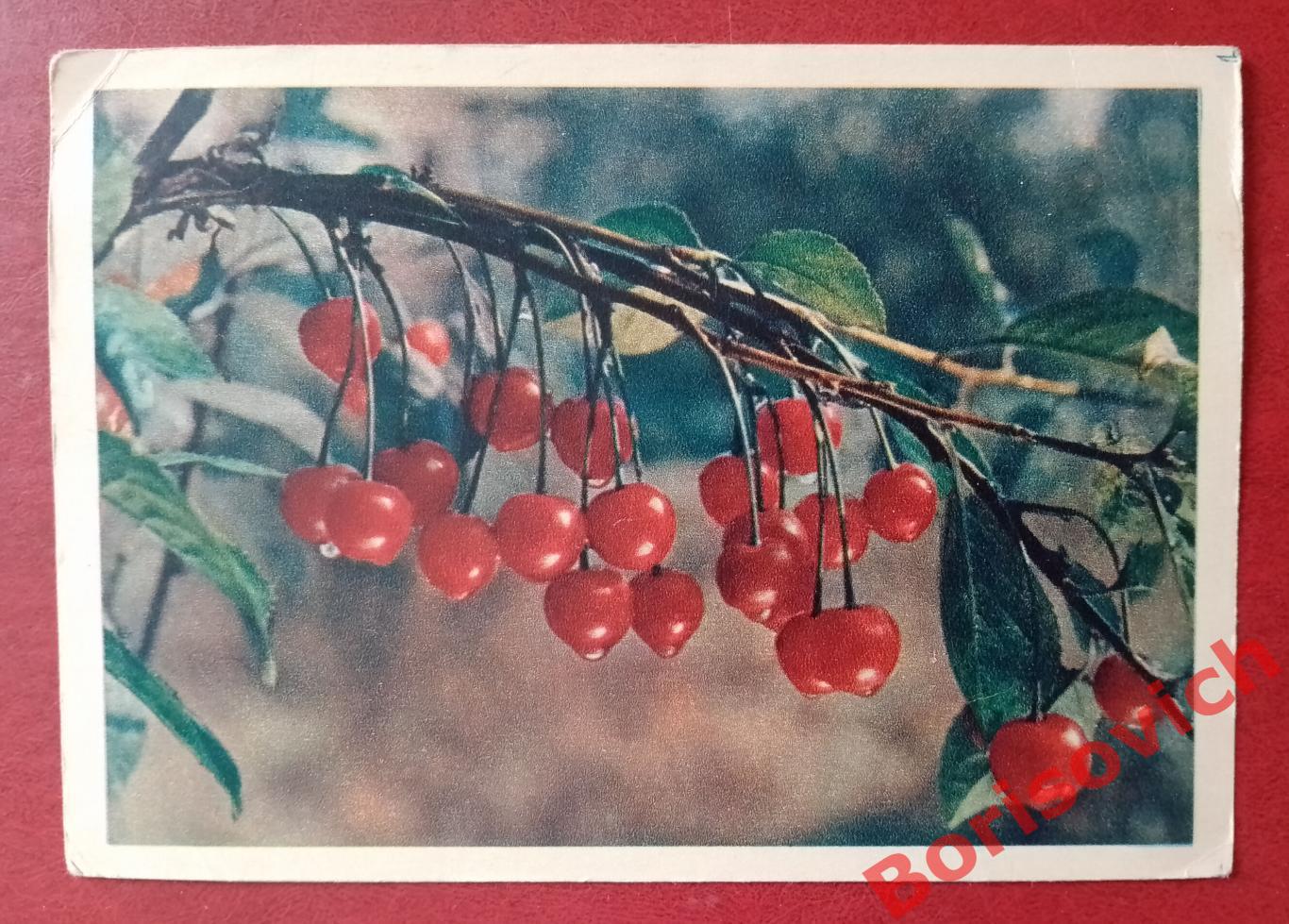 Почтовая карточка Черешня Цветное фото И. Шагина 1956 г