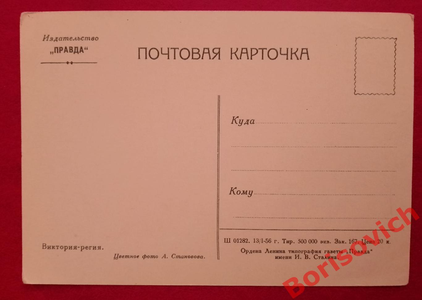 Почтовая карточка Виктория-регия Цветное фото А. Становова 1956 г 1
