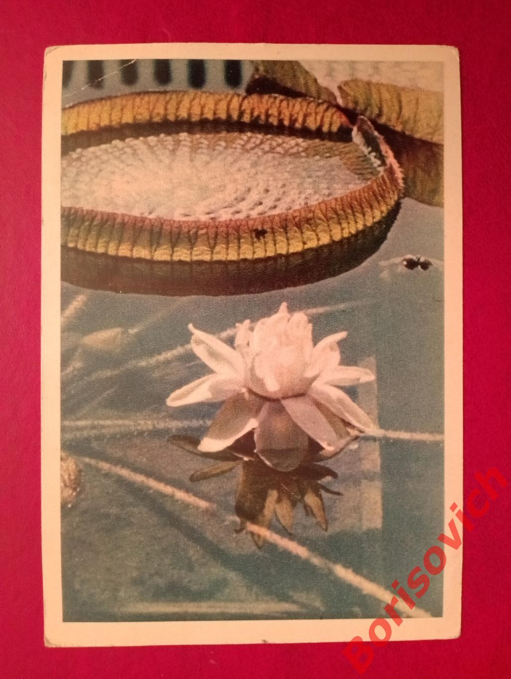 Почтовая карточка Виктория-регия Цветное фото А. Становова 1956 г
