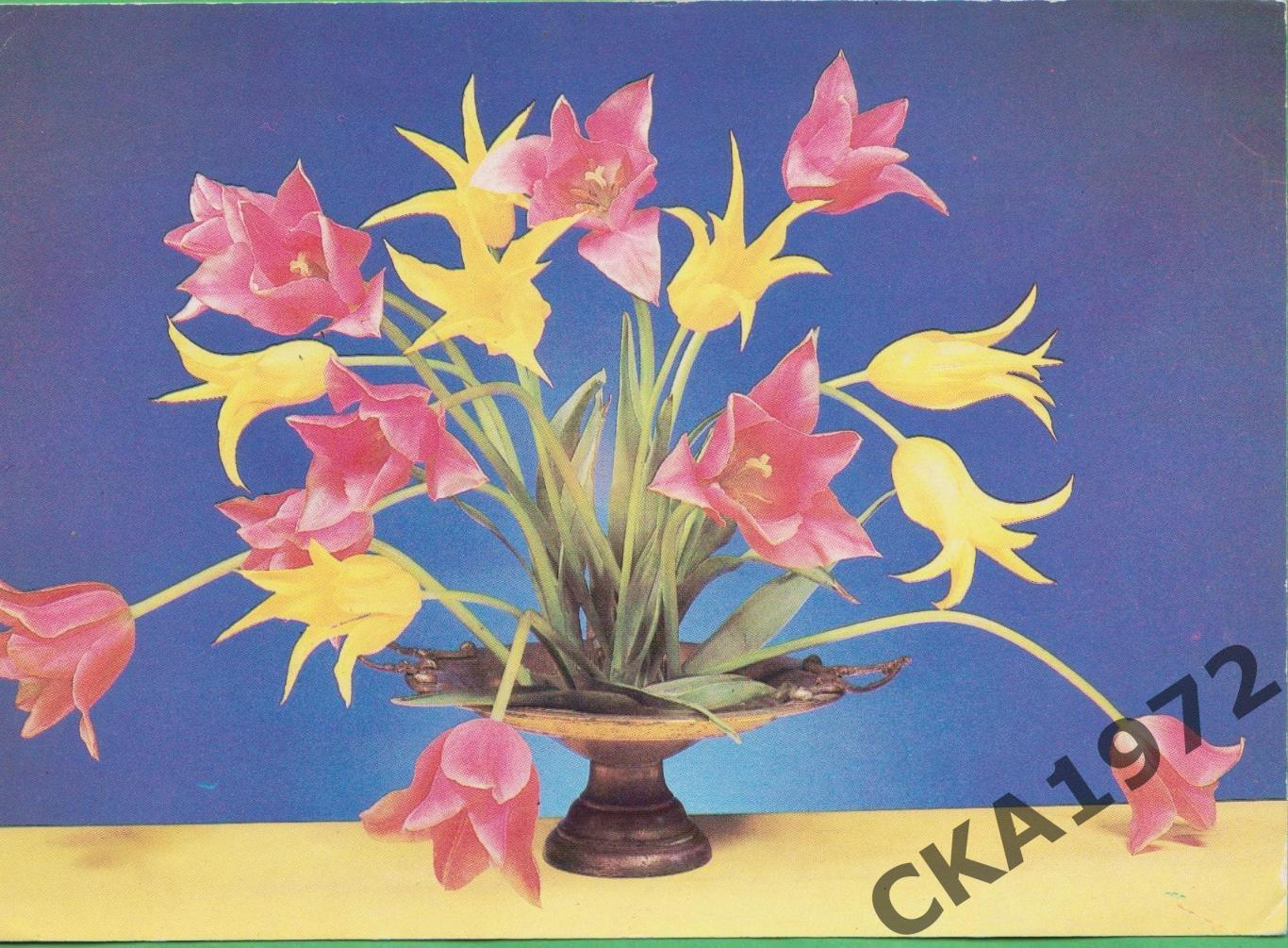 открытка Цветы Чистая СССР 1982