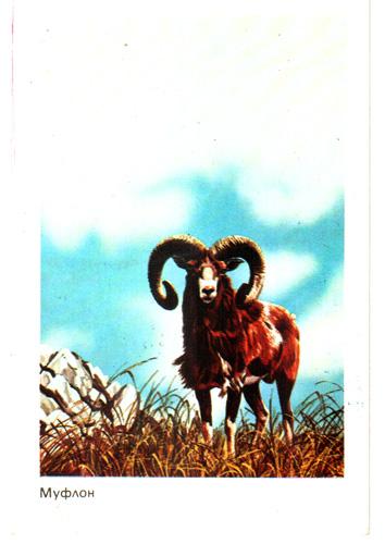 Календарик. 1984. Муфлон (Болгария)