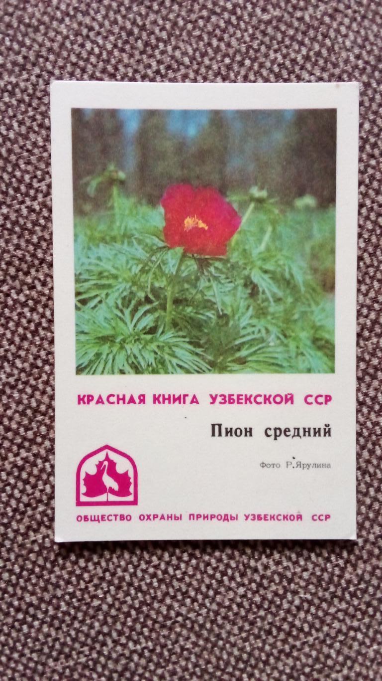 Карманный календарик : Красная книга Узбекской ССР 1982 г. Пион средний (Флора )