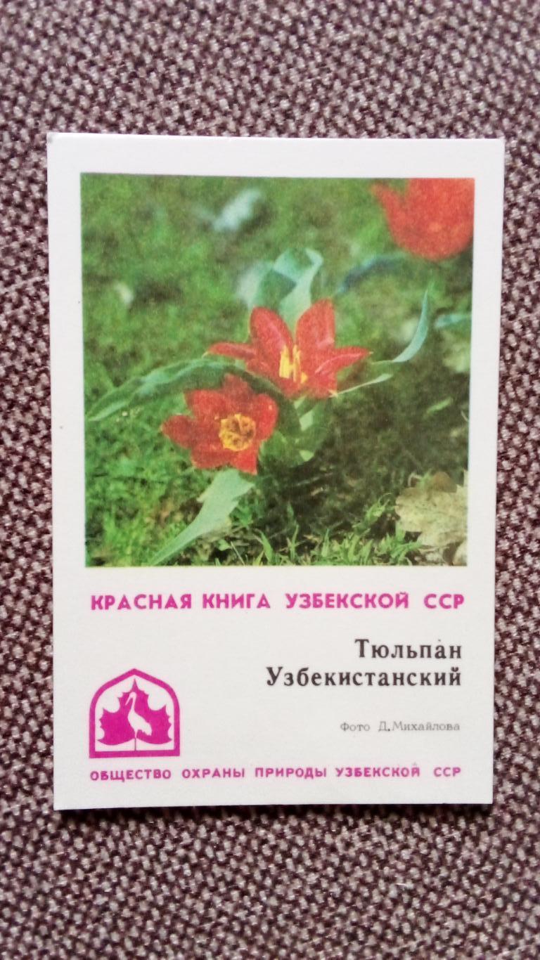 Карманный календарик : Красная книга Узбекской ССР 1982 г. Тюльпан Буткова