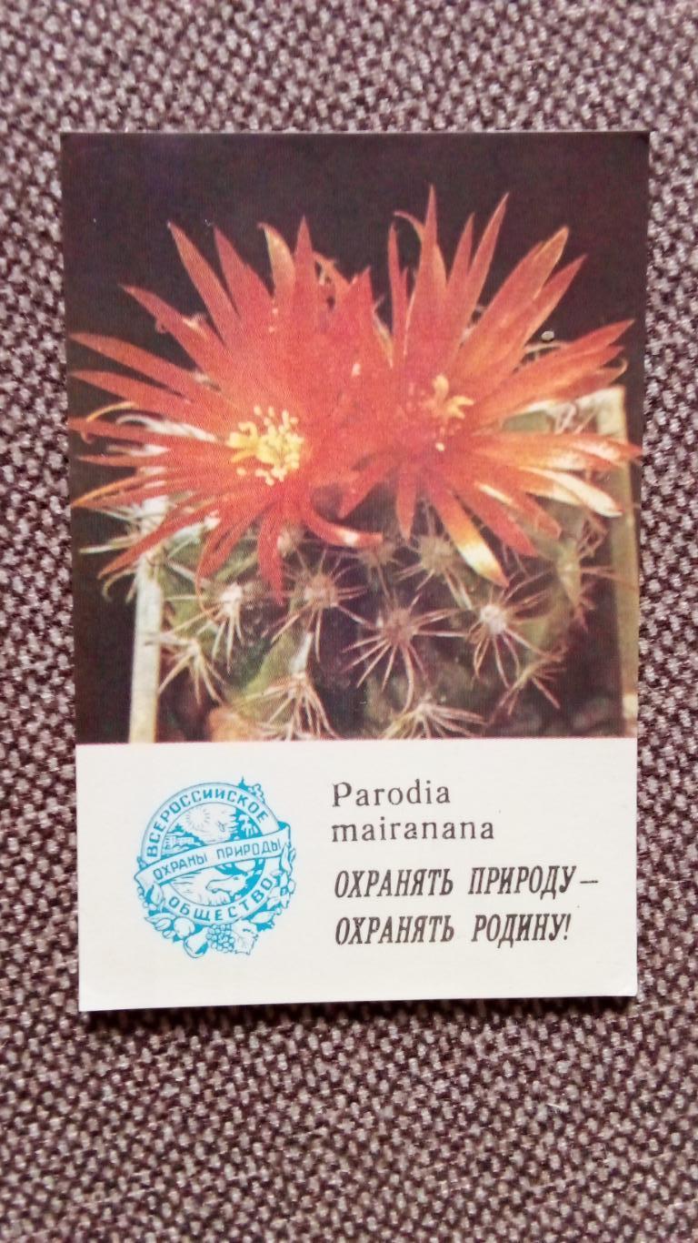 Карманный календарик : Охрана природы - Parodia mairanana (Кактус , цветы флора)