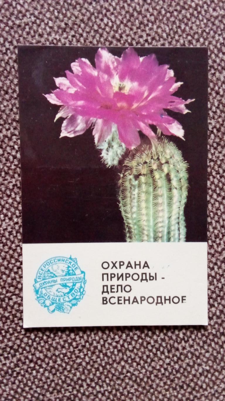 Карманный календарик : Охрана природы - Кактус 1984 г. Цветы . флора , растения