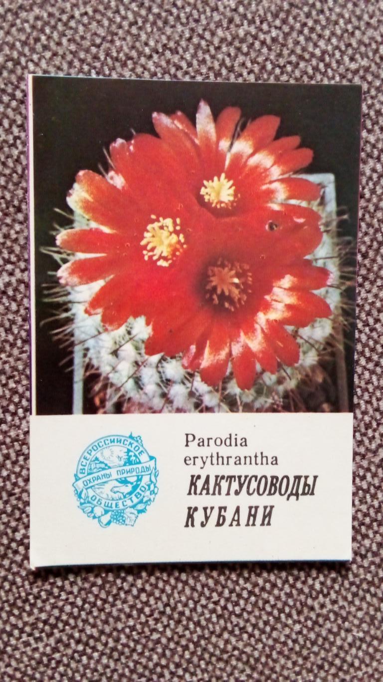 Карманный календарик : Охрана природы - Parodia erythrantha 1985 г. Кактус флора