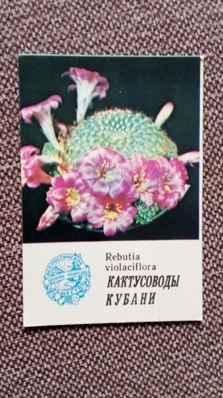 Карманный календарик : Охрана природы - Rebutia violaciflora 1985 г. Кактус