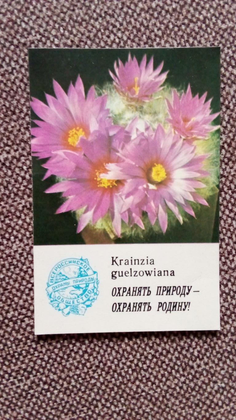 Карманный календарик : Охрана природы - Krainzia guelzowiana 1986 г. Кактус