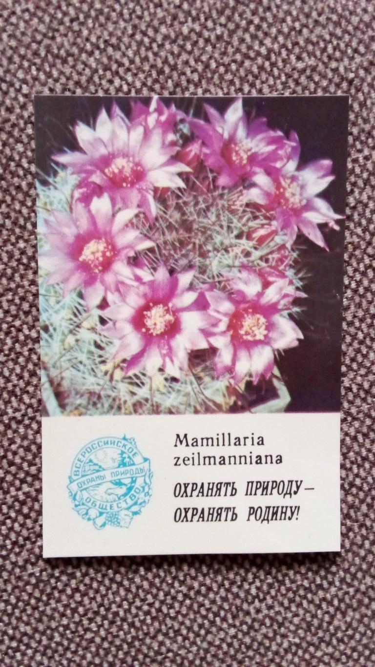 Карманный календарик : Охрана природы - Mamillaria zeilmannianna 1986 г. Кактус