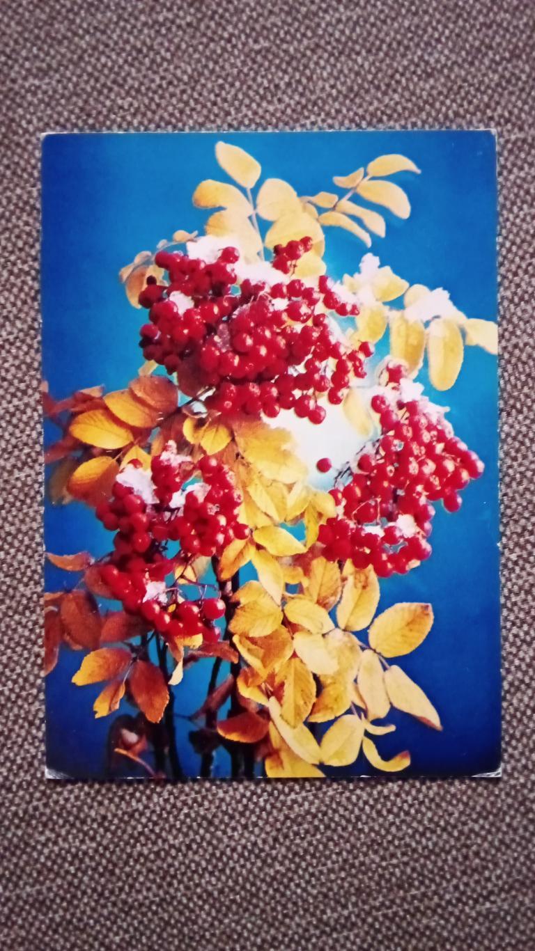 Рябина 1985 г. ( Цветы , флора , растения )
