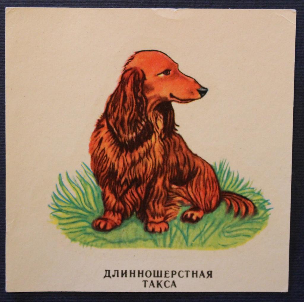 Советская переводная картинка Длинношерстная такса из серии Собаки