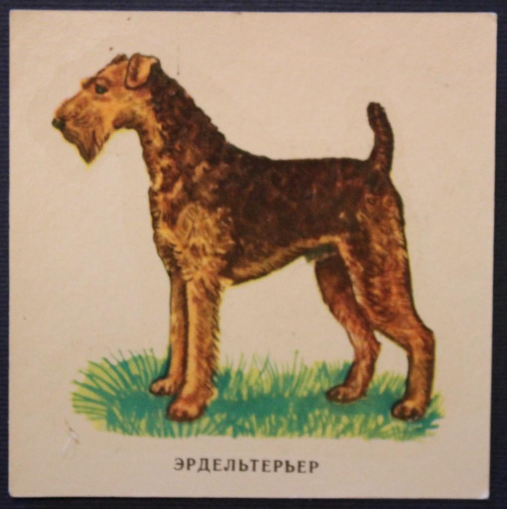 Советская переводная картинка Эрдельтерьер из серии Собаки