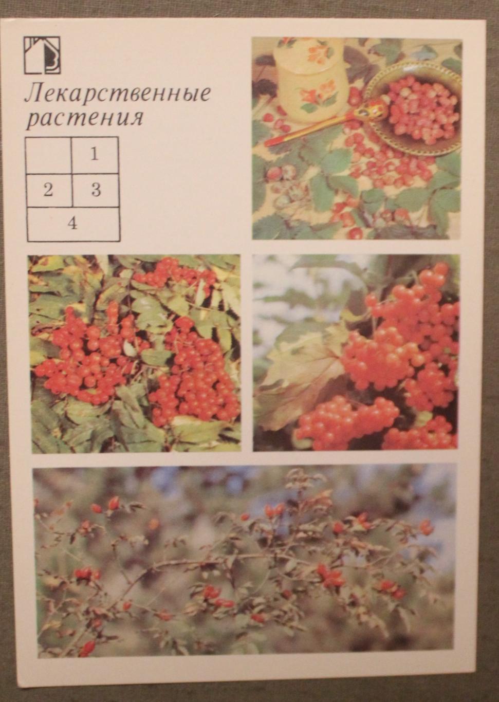 Набор открыток Лекарственные растения 1988 3