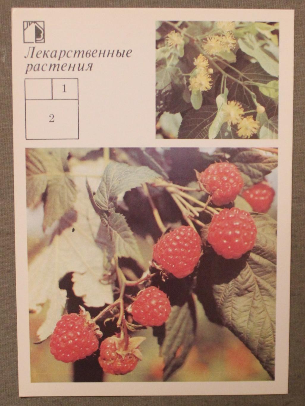Набор открыток Лекарственные растения 1988 5