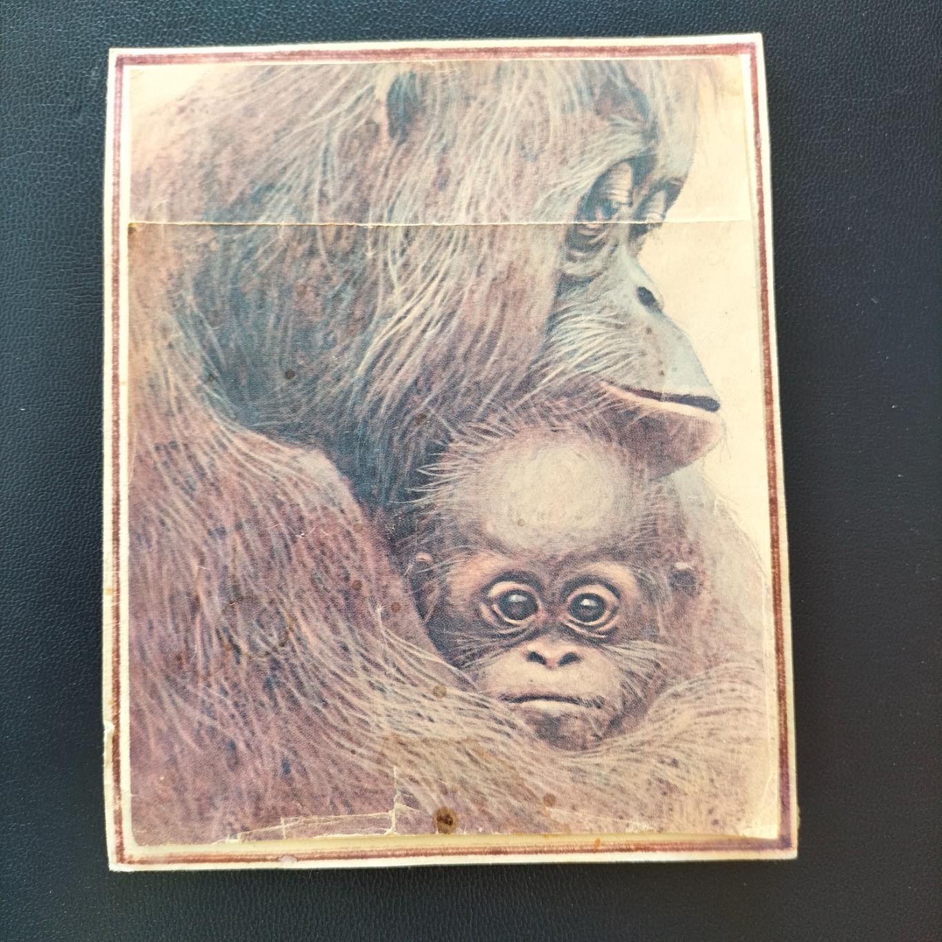 Картинка две обезьяны 2