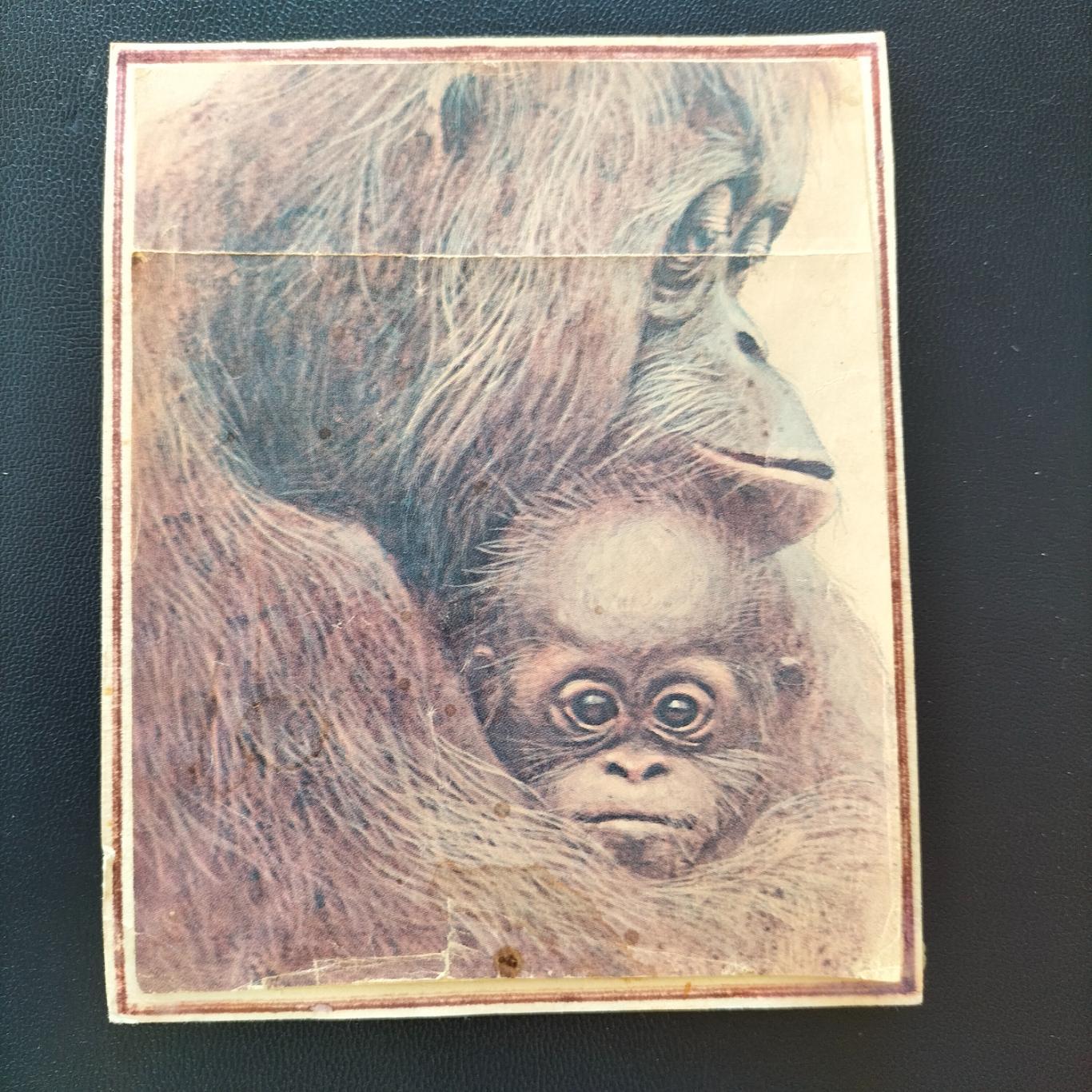 Картинка две обезьяны