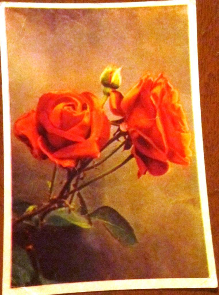 Открытка Алые розы. Цветы.1960. Фото Л. Раскина. Подписанная