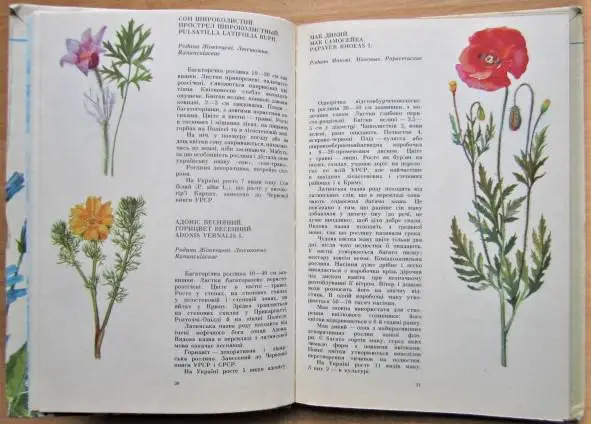 Трав'янисті рослини. 1