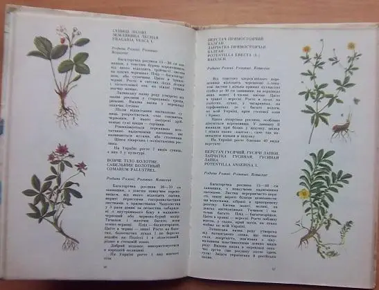 Трав'янисті рослини. 2