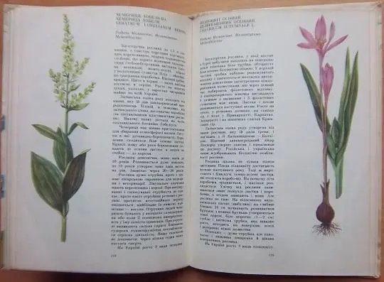 Трав'янисті рослини. 3