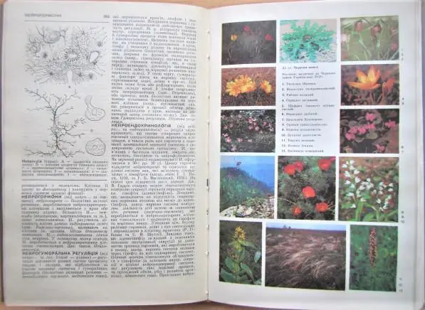 Біологічний словник. 2