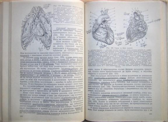 Анатомія людини. Навчальний посібник для медичних училищ. 1