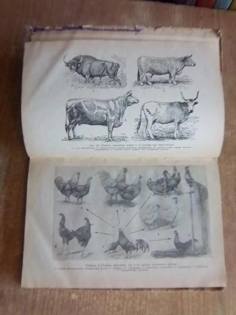 Основы дарвинизма. Учебное пособие для IX класса средней школы. 1