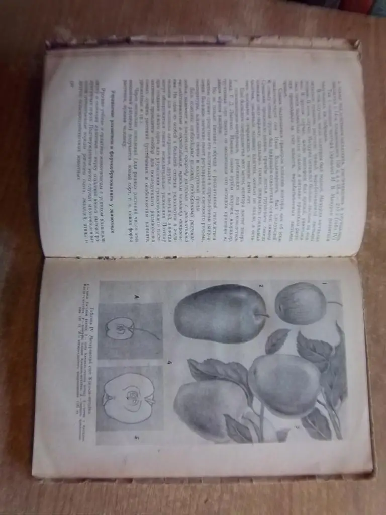 Основы дарвинизма. Учебное пособие для IX класса средней школы. 2