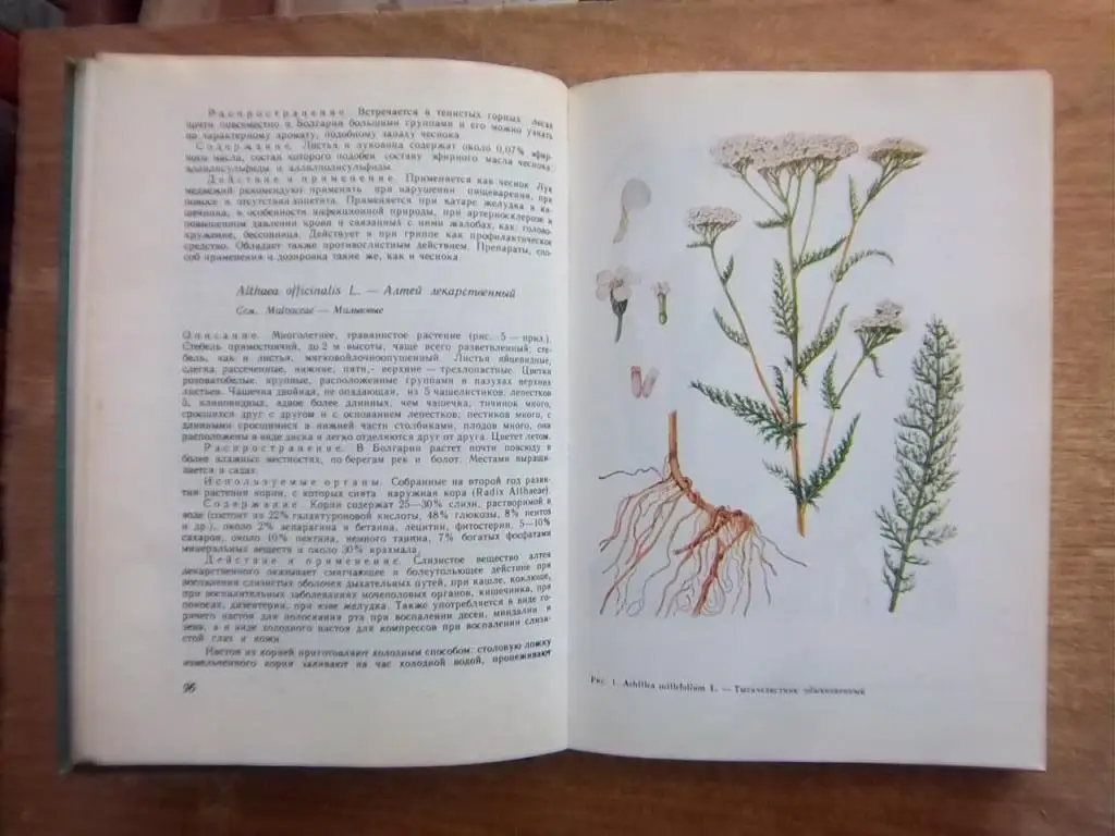 Фитотерапия. 1