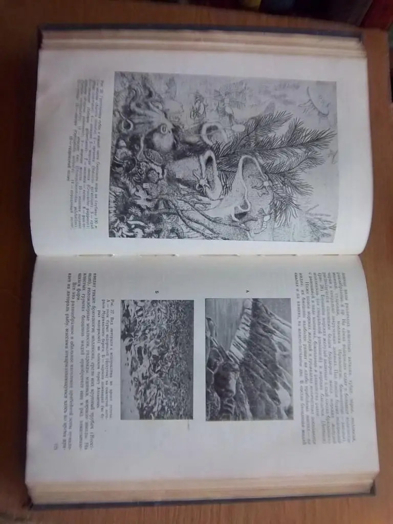 Беспозвоночные животные. (Строение в связи с условиями жизни и значение их для человека). 1