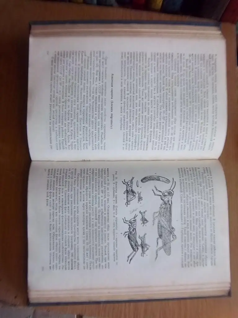 Беспозвоночные животные. (Строение в связи с условиями жизни и значение их для человека). 2