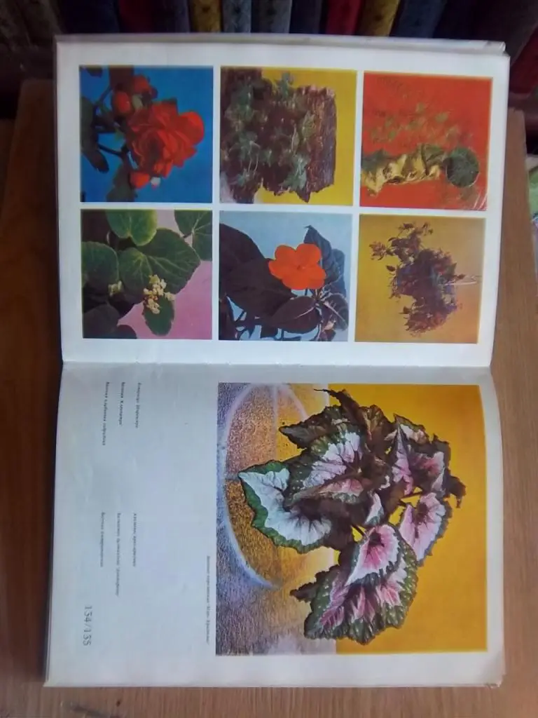 Цветы. Комнатные растения и декоративноцветущие кустарники. 1