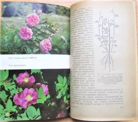 Розы в Ленинграде. 1