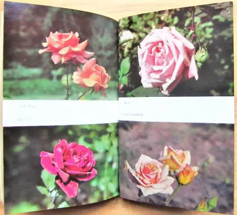 Розы в Ленинграде. 2